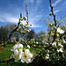 IMG_4066 <p>A bee`s eye view of the orchard</p>