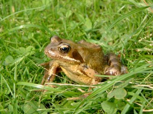 Learn how to encourage wildlife at home